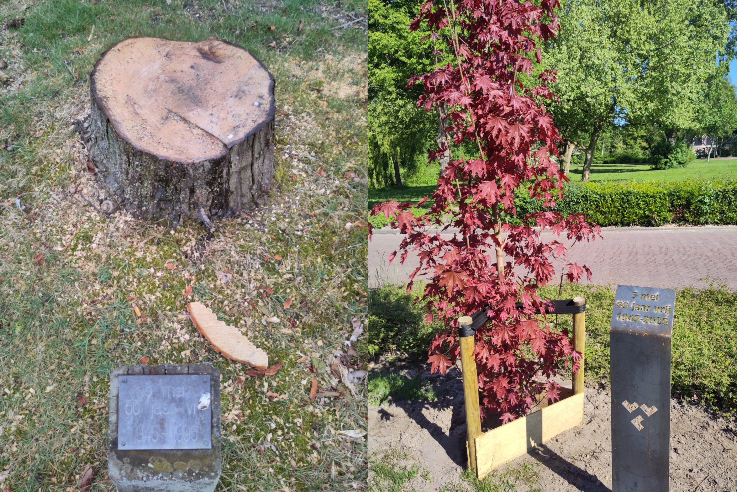 Marum bomen Vrijheid