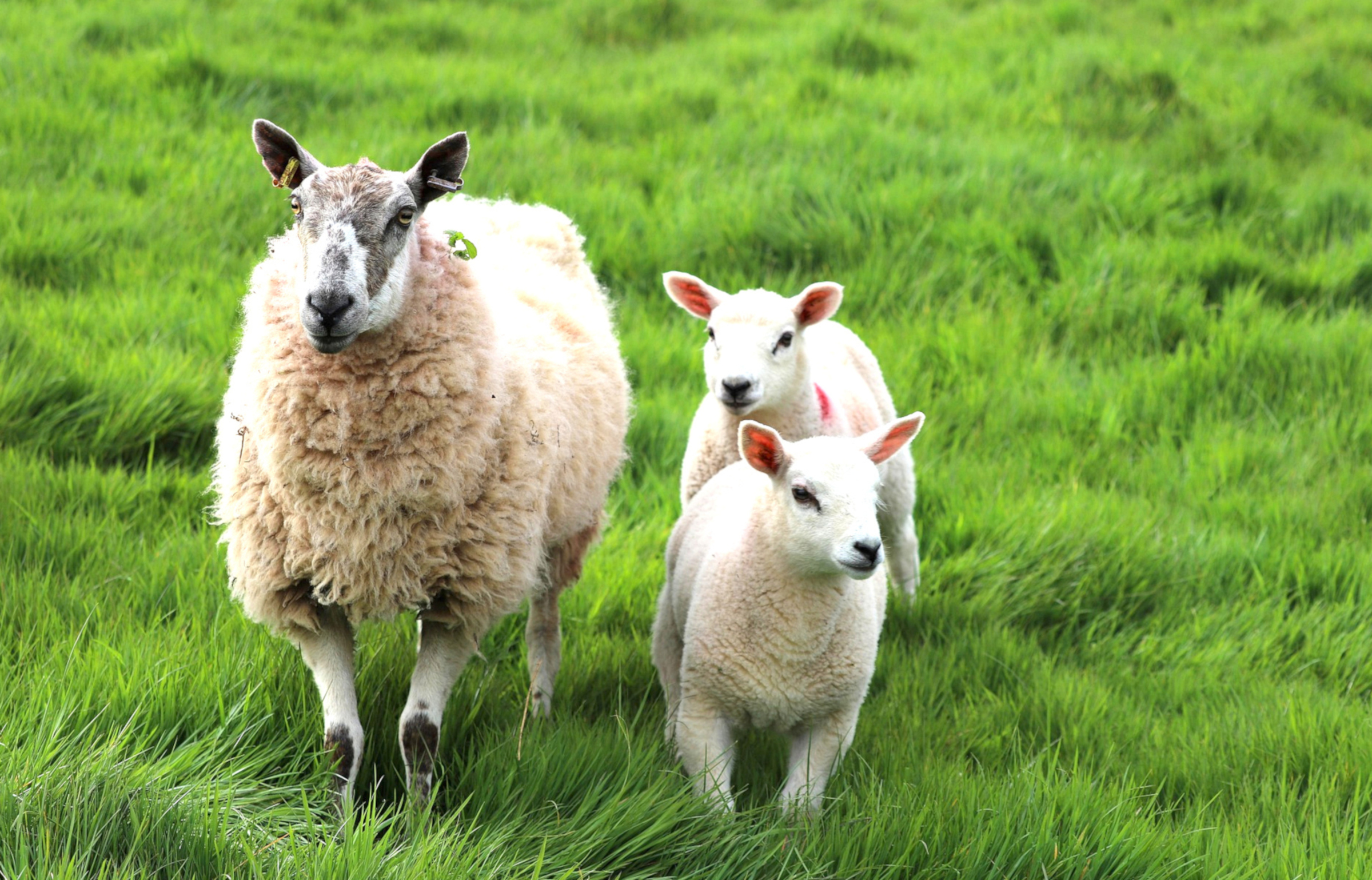 schapen weiland