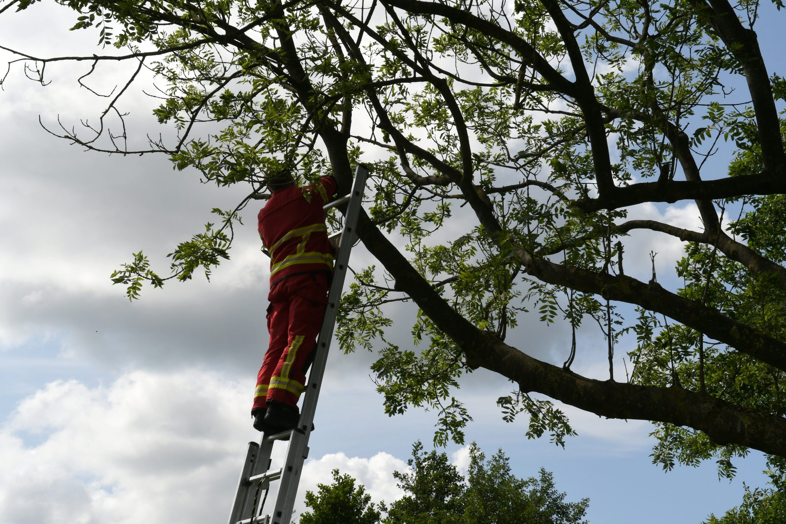 Slechtvalk uit benarde positie gered door brandweer in Doezum