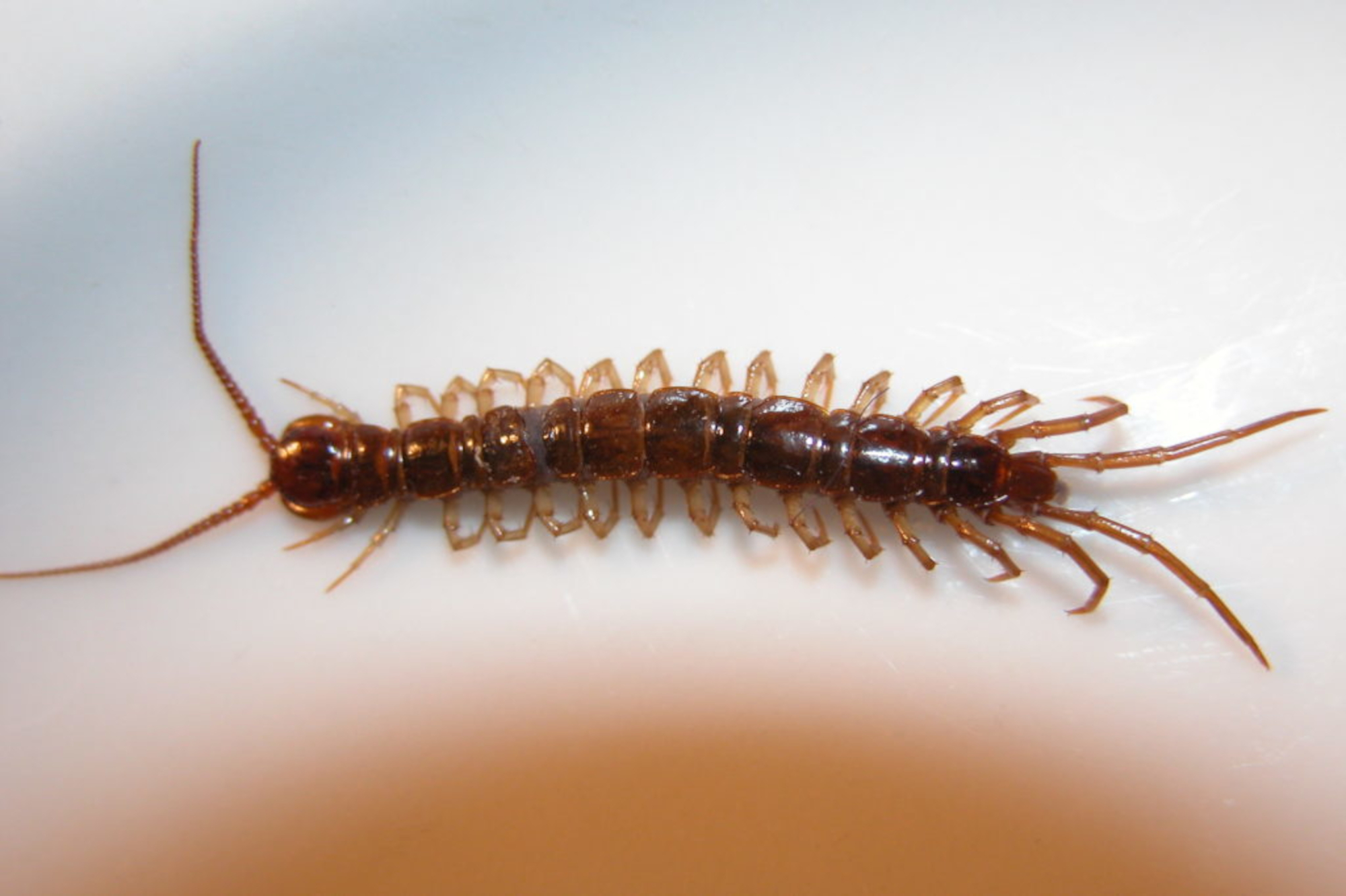 Lithobius_forficatus-foto_Lettelberterpetten