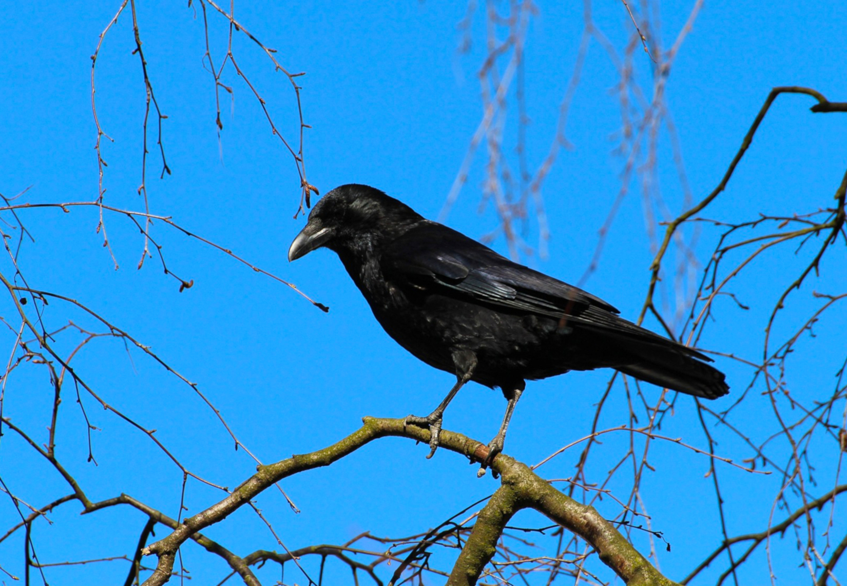 rook-roek-Corvus frugilegus -Pixabay