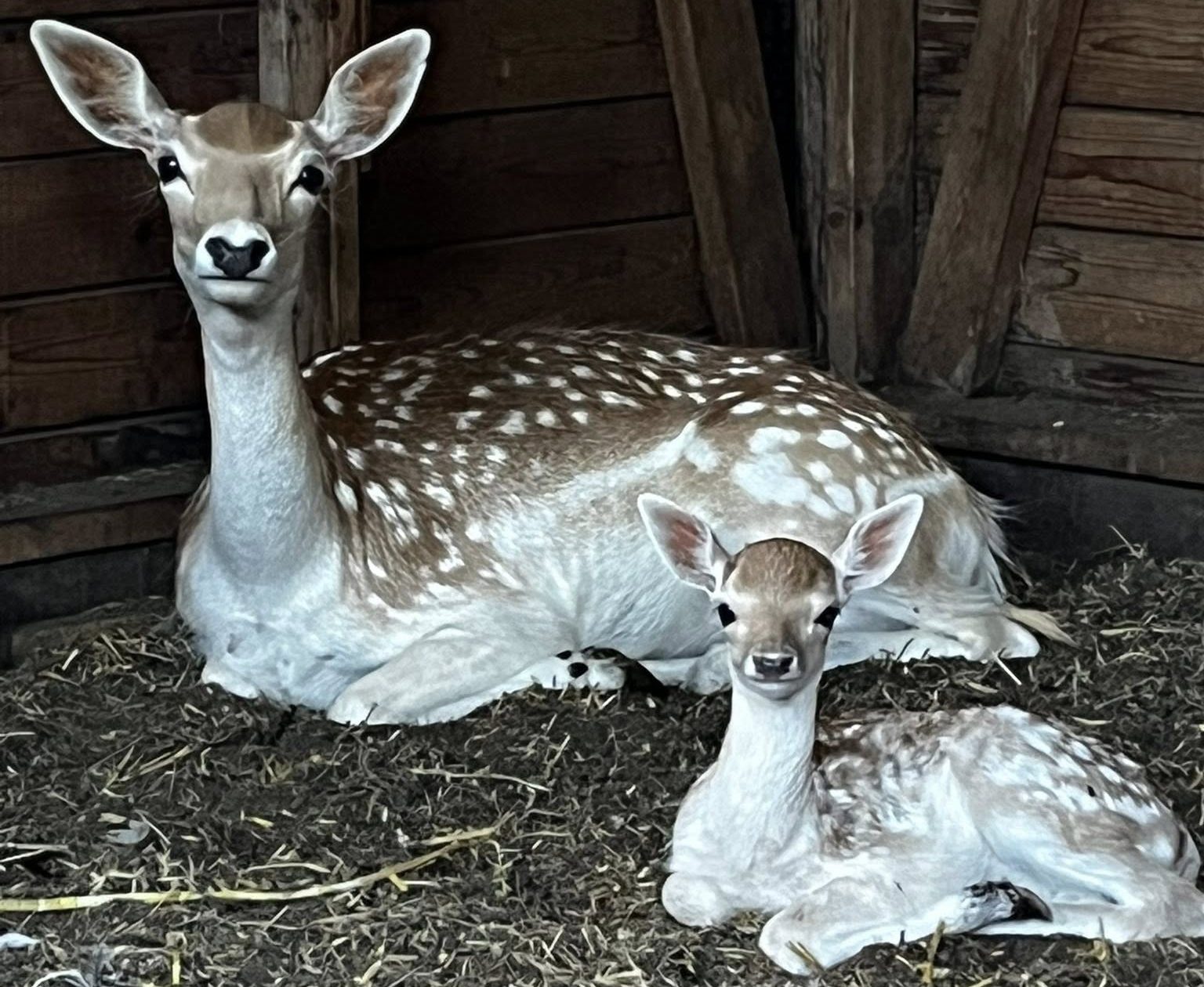 Dierenweide Opende
