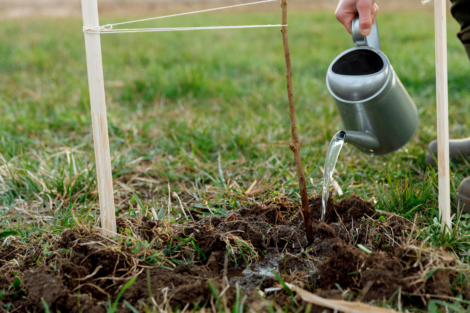 boom planten - foto pexels-thirdman