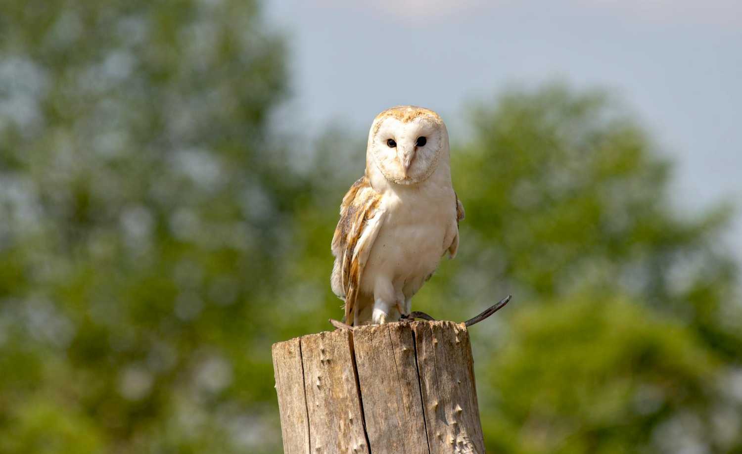 kerkuil_foto_pexels_norbert-norbi