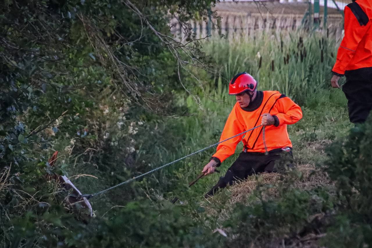 Paard uit sloot gered door brandweer in Tolbert