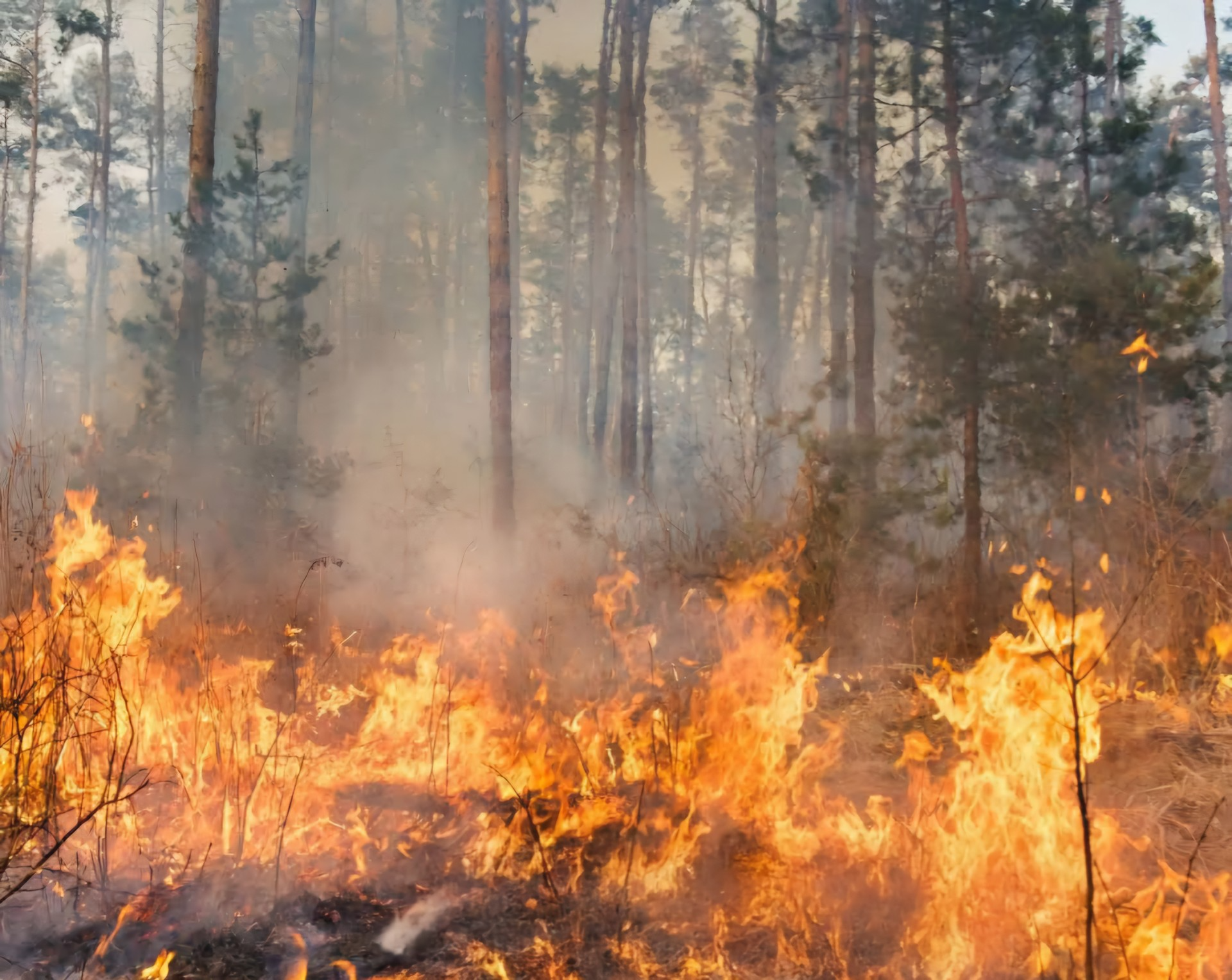 Natuurbrand brand vuur