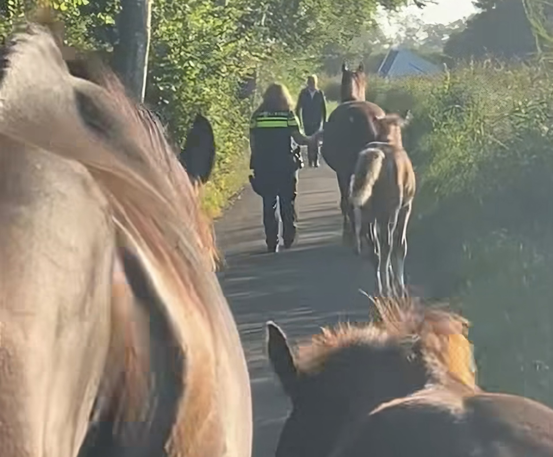 Paarden Leek Politie