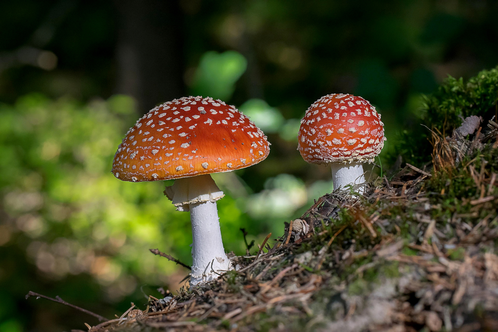 Paddestoelen foto_Pixabay