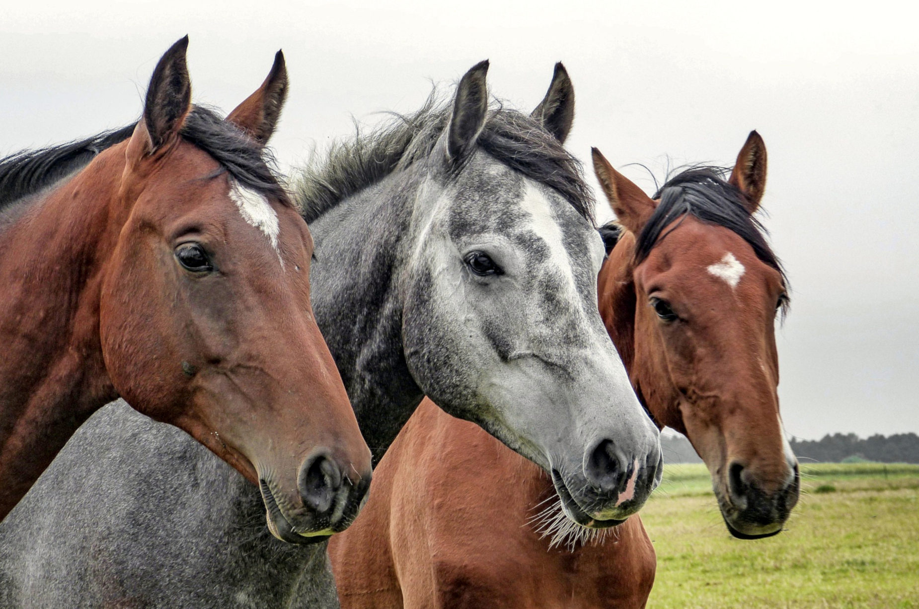 paarden-Pixabay-1414889_1920