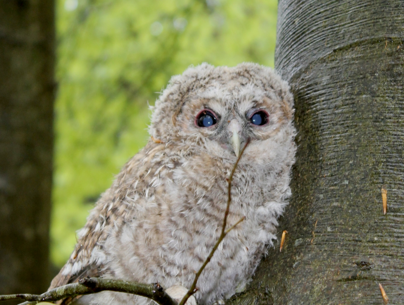 Bosuil - foto IVN Westerkwartier