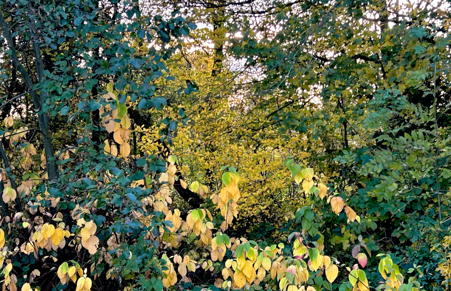 bomen struiken herfst 2025 - EvertBuiten