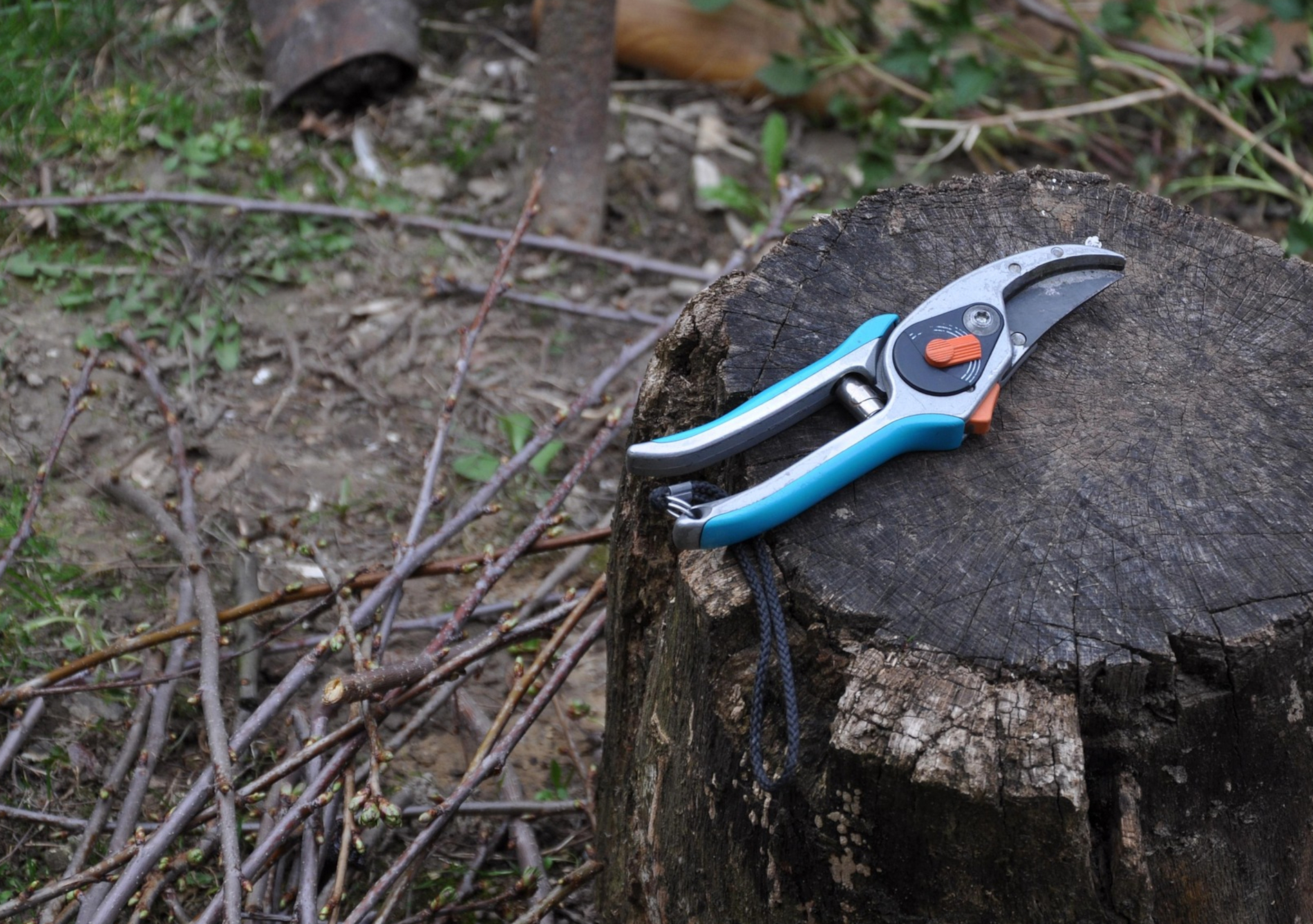 snoeien takken afval - pruning PIxabay