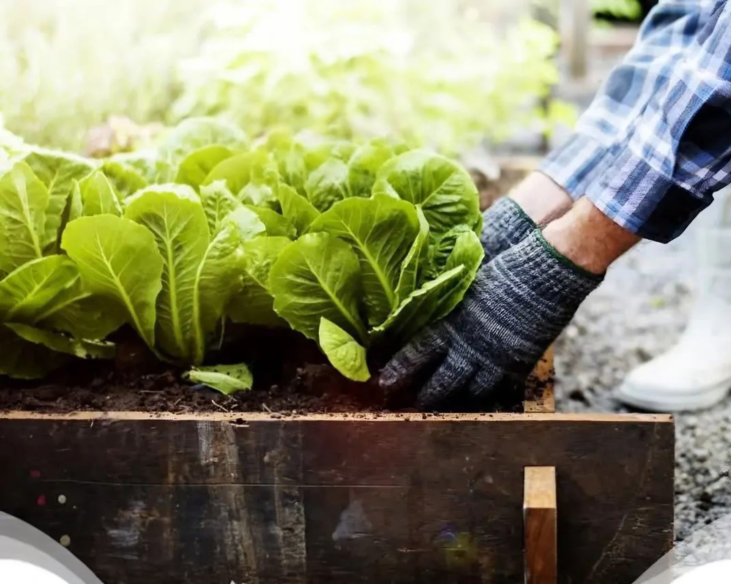 VIP Westerkwartier zoekt groene handjes