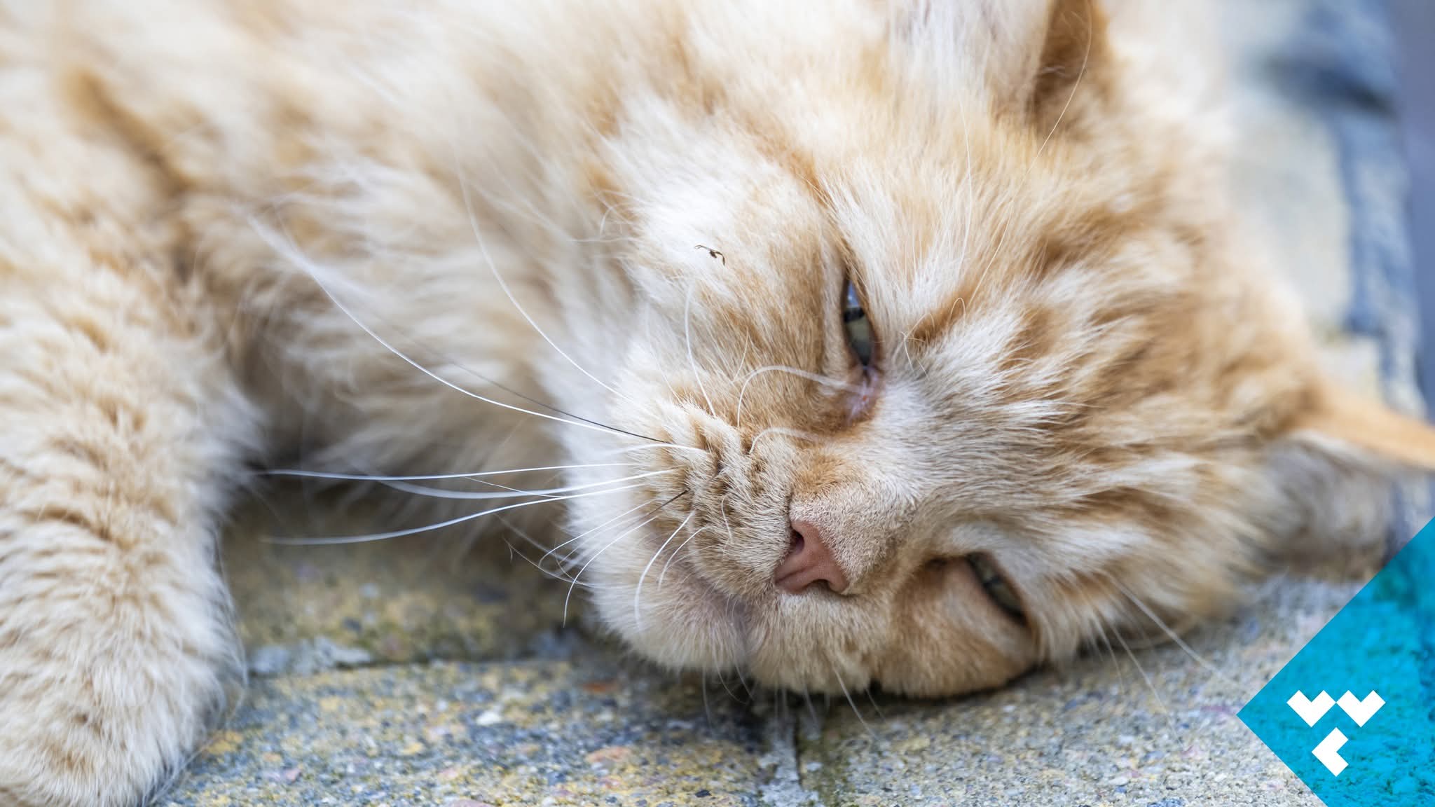 Kat katten Poes Poezen