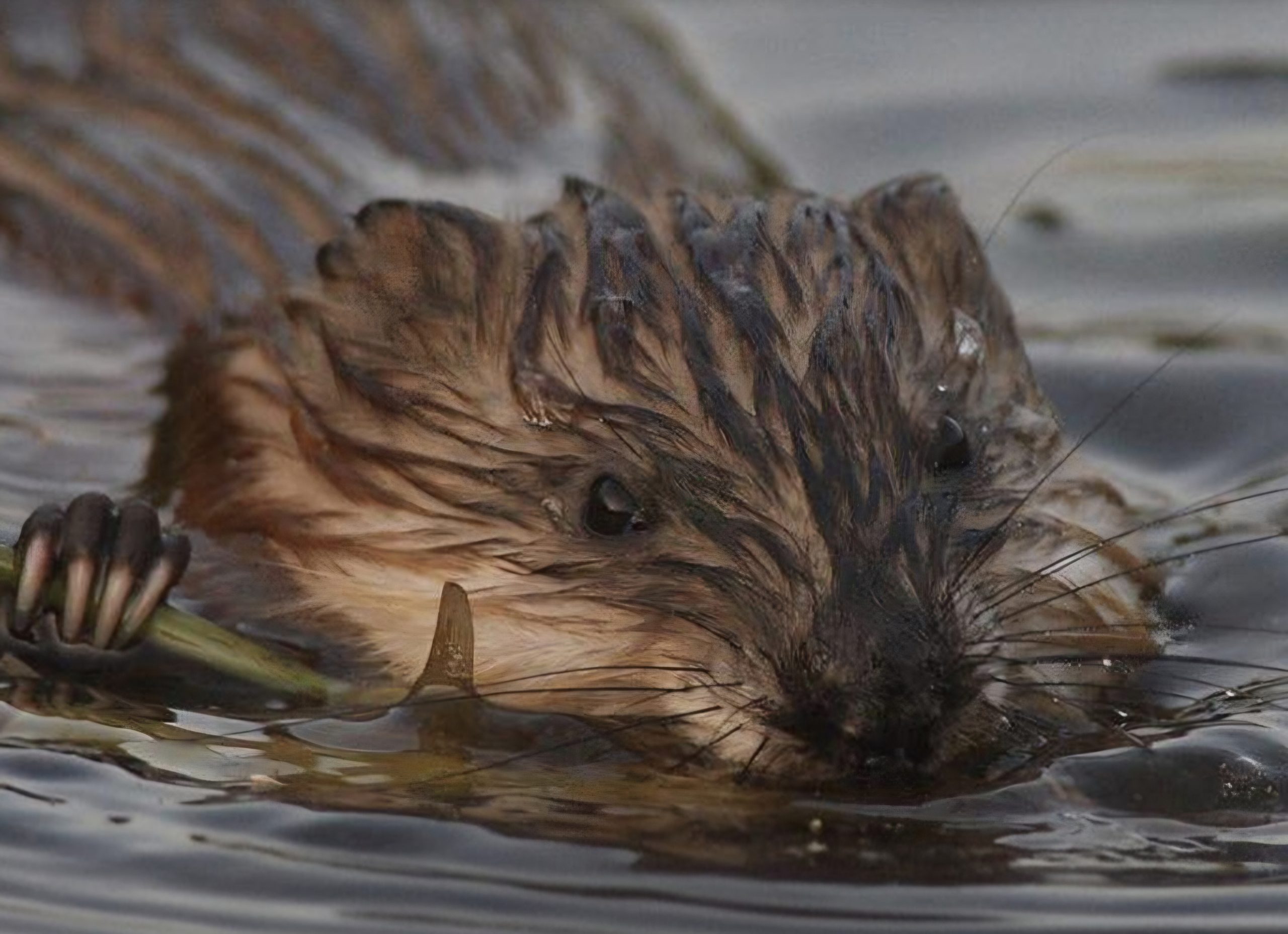 Muskusrat Beverrat