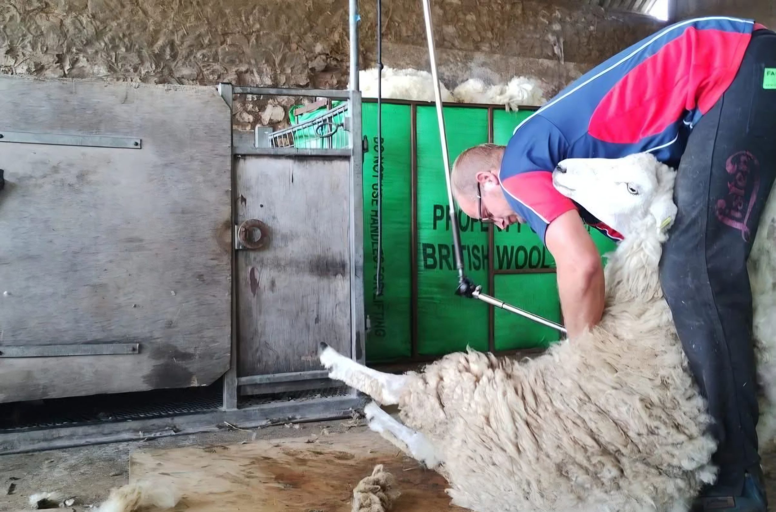 Johannes Kloosterman schapenscheren