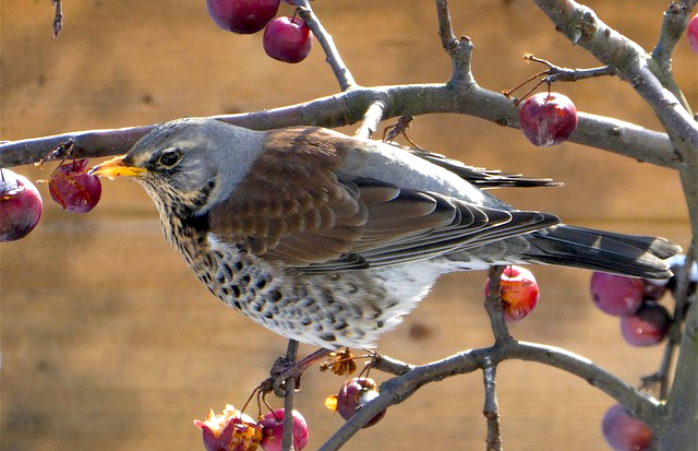 kramsvogel IVN Westerklwartier