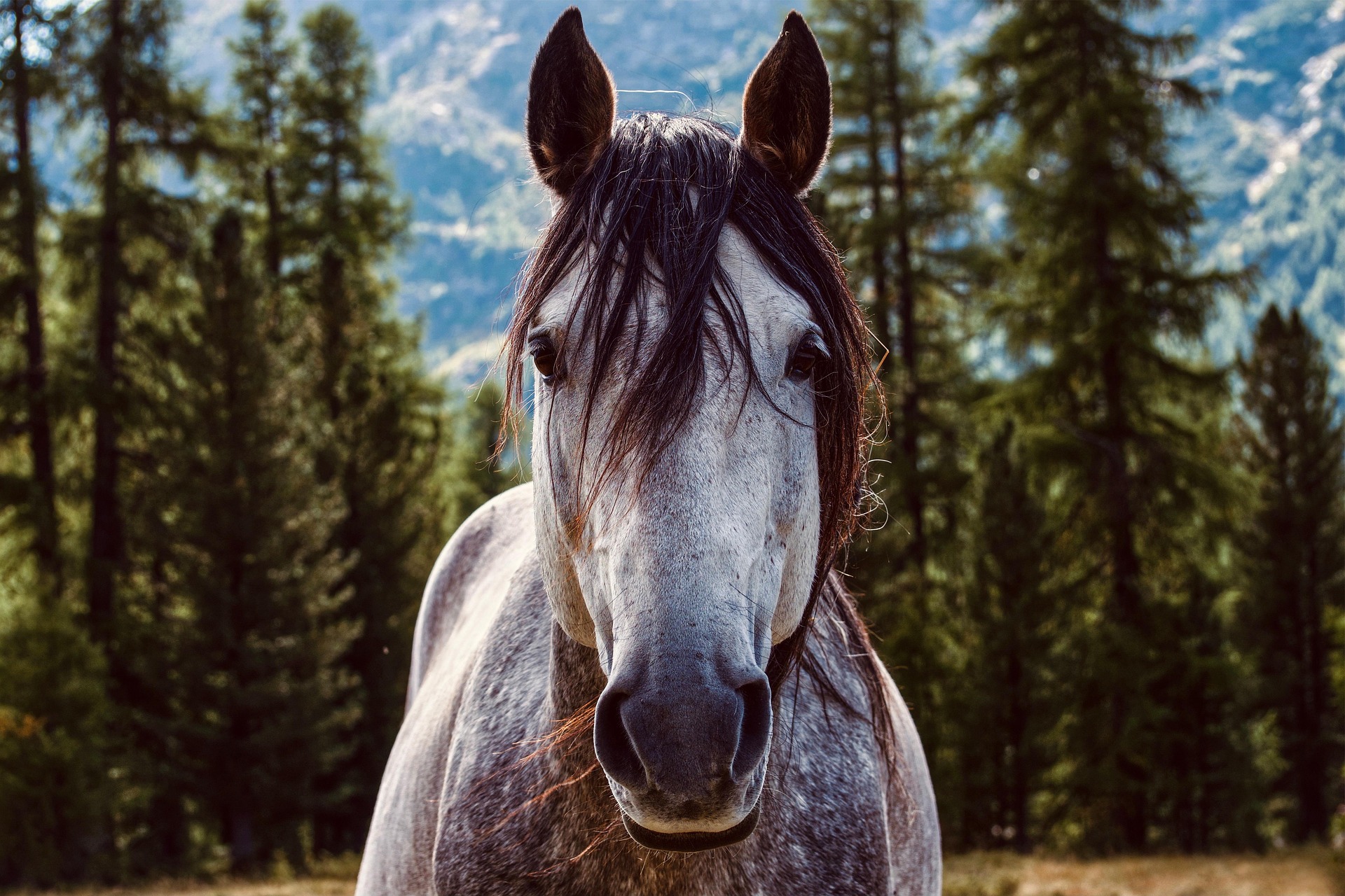 165106-horse-5836459_1920