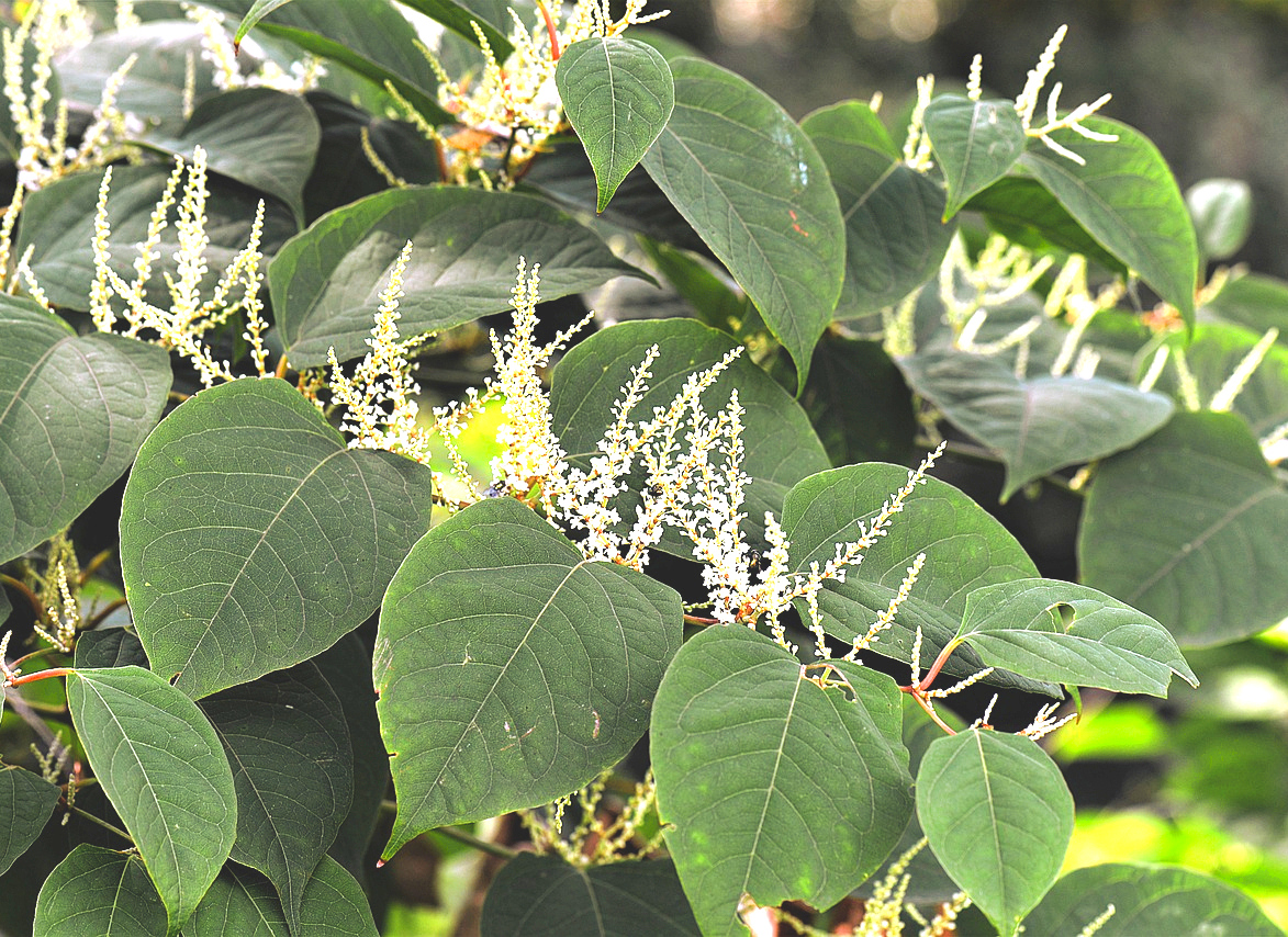 duizendknoop knotweed-Pixabay 2699120_1280