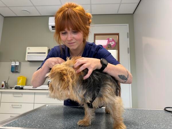 controle hond dierenarts IVC Evidensia