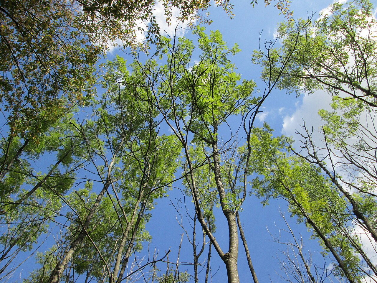 20190906Fraxinus_excelsior - Wikimedia Commons_AnRo0002