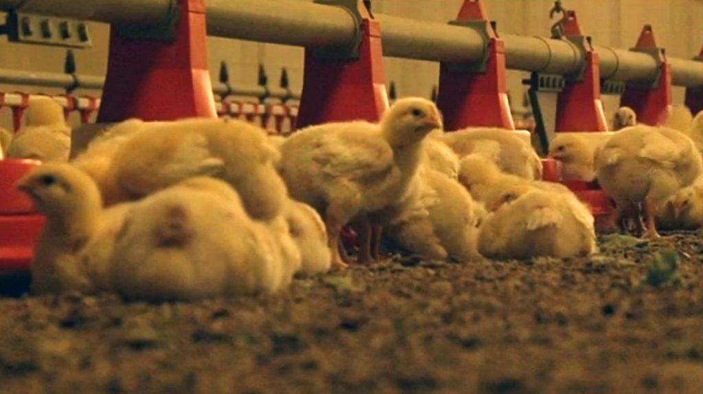Bedrijfsvoering Storteboom in Kornhorn niet in gevaar door vogelgriep in Lutjegast