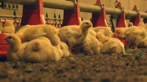 Bedrijfsvoering Storteboom in Kornhorn niet in gevaar door vogelgriep in Lutjegast