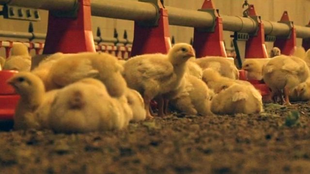 Opnieuw vogelgriep in Westerkwartier: 51.000 dieren geruimd in Grootegast, landelijke ophokplicht ingesteld