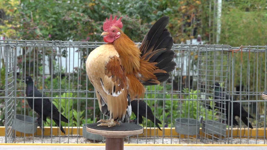Grote show van kleine dieren in Grootegast