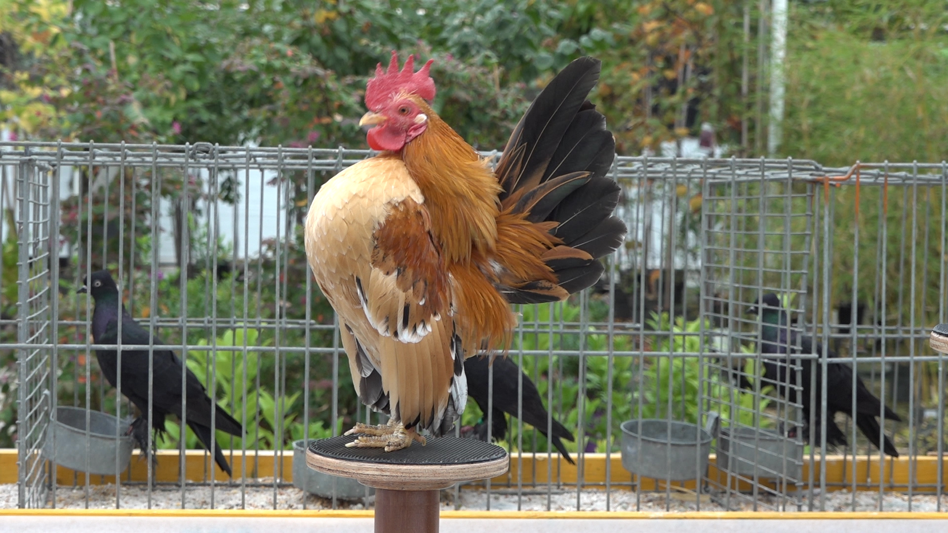 Grote show van kleine dieren in Grootegast